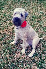 Pin On Coco My Wheaten Terrier