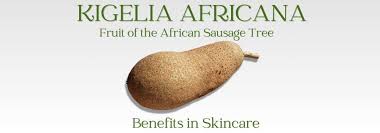 Image result for Glenniea africana