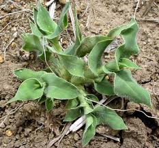 Image result for Urochloa panicoides