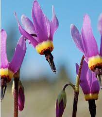 Poet S Shooting Star Flower Essence 3 Flowers Healing Star Flower Flower Essences Shooting Stars