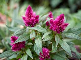 Image result for Celosia