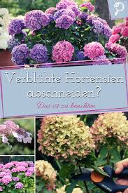 Die zierpflanzen, welche in töpfen angeboten werden, sind sogenannte. Verbluhte Hortensien Bluten Entfernen Hortensien Hortensien Garten Bluten