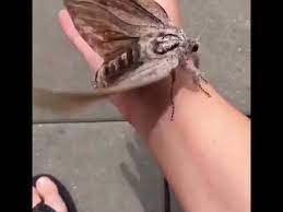 Pupation takes place in the hole. Giant Wood Moth Youtube