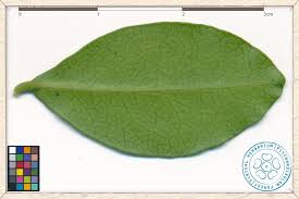 Image result for Diospyros ferrea