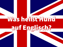 Cake unless tart, pie, quiche or flan is more appropriate gastr. Was Heisst Hund Auf Englisch Dogco De