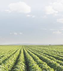 Gaji perawat indonesia berdasarkan jenisnya. Tiga Rasa Indonesian Spices Tamarind Candlenut Green Mung Beans Supplier