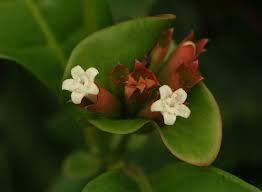 Image result for Sabicea bequaertii