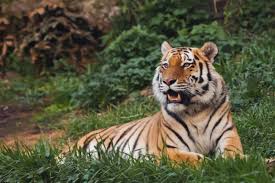 Abc news' will ganss reports on what it means for. Sorry Tiger King But Big Cats Don T Make Good Pets Discover Magazine