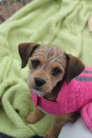 Nov 27, 2020 · the wire chiwoxy also called wire chisoxy is a cute little cross between a wire hair fox terrier and a chihuahua it is a sturdy energetic dog with a slightly rounded head full round eyes large erect ears muscular neck lean body well sprung rounded ribs and a moderately long tail. Wire Haired Terrier Chihuahua Mix Puppy Pets Lovers