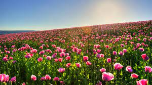 Then, add compost to make the soil more fertile so your flowers will grow better. Flowers Landscape Wallpaper 1920x1080 78243