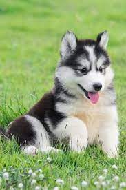 This breed can either inherit the long and fine coat of the pug or the thick, long coat of the siberian husky. 11 Ways To Tell Your Dog I Love You In Their Own Language Cute Husky Puppies Husky Puppy Cute Husky