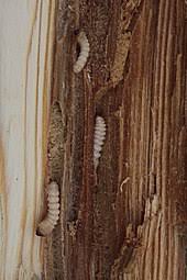 As a result, producers are forced to. Pest Control Wikipedia