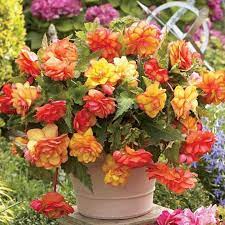 Golden Wave Novelty Begonia Botanus Bulbs Flowerbulbs Canadiangardening Begonias Begonia Beautiful Flowers Bulb Flowers