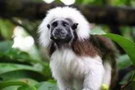 Virtual Field Trip To The Smoky Mountains In 2020 Smokey Mountains Vacation Rainforest Zoo Coupons