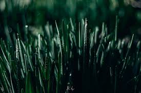 Green Blades Nature Photography Green Grass Sunrise