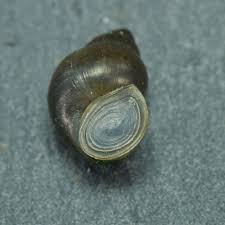 Image result for Behnia reticulata