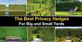 Know how to plant affordable shrub borders instead of expensive and unsightly fences. The Best Privacy Hedges Shrubs And Trees For Privacy Pictures
