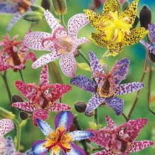 Jul 05, 2021 · alaska is famous for its stunning scenery, giant glaciers, pristine forests, romantic lodges and abundant wildlife. Toad Lily Flowers Shop Toad Lilies For Sale Breck S