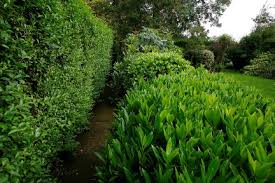 Rhs chelsea flower in early summer, this deciduous shrub produces huge, rounded flower clusters, up to 12 in. Shrubs Rhs Gardening