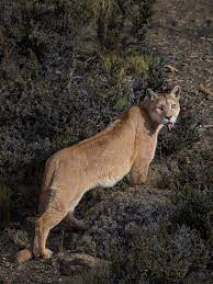 Pumas are redefined every ten years for use in the decennial census. What One Photographer Learned After Spending Nearly A Year With Pumas