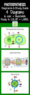 Great Photosynthesis Diagrams For Biology Are Ready To Color And Or Label Study Guide Photosynthesis Photosynthesis And Cellular Respiration Biology Resources