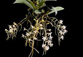 Image result for Rangaeris muscicola