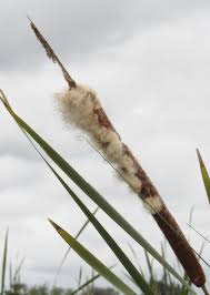 Image result for Typha capensis