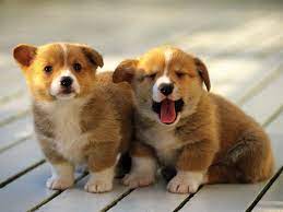 Pembroke Welsh Corgis Cute Baby Animals Cute Puppy Wallpaper Baby Animals