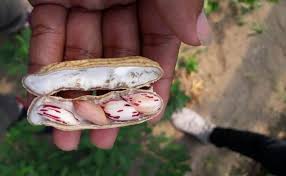 Akar tanaman kacang tanah berjenis akar tunggang. Fakultas Biologi Ugm Kembangkan Kacang Tanah Unggul Universitas Gadjah Mada