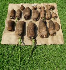 Image result for Dioscorea cayenensis