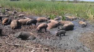 "Усі фракції і групи відмовилися оновлювати склад ЦВК", - Ірина Луценко - Цензор.НЕТ 2788