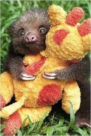 Baby Sloth Cuddling Stuffed Animal Giraffe Milye Detenyshi Zhivotnyh Detenysh Lenivca Tovary Dlya Zhivotnyh