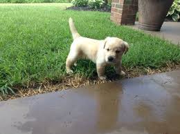 Excon vintage labrador puppies dogs bronzed finish resin figure / collectable. Labrador Retriever Puppy For Sale In Hickory Nc Adn 37225 On Puppyfinder Com Gender Male Age 4 Weeks Old Puppies For Sale Labrador Retriever Puppies Puppies For Sale