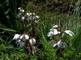 Image result for Eulophia ovalis