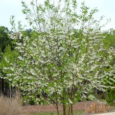 Image result for Halesia