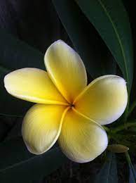 Plumeria Frangipani Julzarnold Beautiful Backyards Frangipani Plumeria