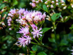 Image result for Distephanus divaricatus