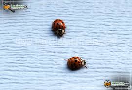 Asian Multicolored Lady Beetle