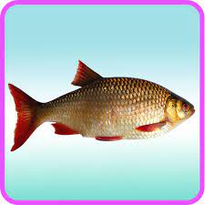 See more ideas about swai fish, fish recipes, seafood recipes. Fish Recipes Fish Curry Fish Taco Fish Soup Apps En Google Play