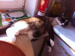 Welcome to r/sprainedankles, a subreddit to post links and videos of sprained ankles or other injured limbs! 21 Times Cats Had Us Grinning From Ear To Ear