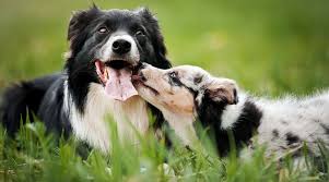 Check spelling or type a new query. Border Collie Vs Australian Shepherd Breed Differences Similarities