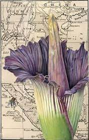 Pin On Botanica