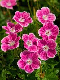 The blooms come in different shades of pink, purple, and even blue. Geranium Elke Bluestone Perennials