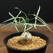 Image result for Hermannia kirkii
