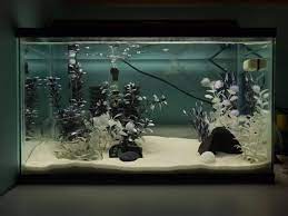 Black and white aquarium fish. Black And White Tank Fish Tank Terrarium Fresh Water Fish Tank Goldfish Tank