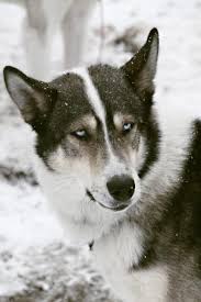 We'll safely and securely deliver your new pup while following all recommendations by the cdc. Ausky Australian Cattle Dog Husky Mix Info Pictures Facts Doggie Designer