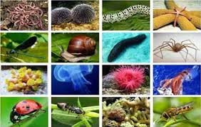 ▷ Animales Invertebrados ◁ 【 Clases de Animales Invertebrados ...