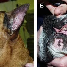 Lymphoma in dogs is on the rise, but canine lymphoma is treatable! Pdf Updates On The Management Of Canine Epitheliotropic Cutaneous T Cell Lymphoma