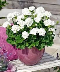 Image result for foto muškáty