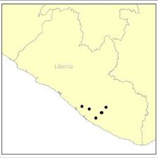 Image result for Empogona cacondensis